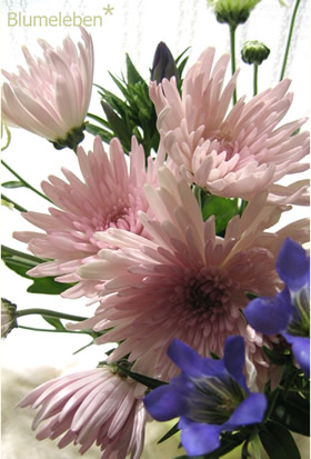 リンドウと一緒に飾ったこの可愛いピンクの花も菊