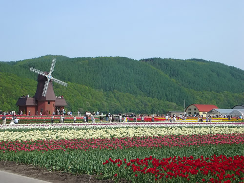 オランダ風車とチューリップ