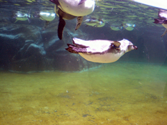 「葛西臨海水族園」のペンギン