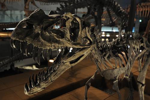 20110212恐竜リサイズ (33)-500s