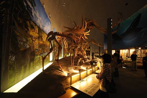 20110212恐竜リサイズ (6)-500s