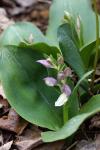  Showy Orchid(Galearis spectabilis)