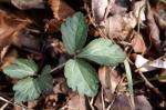 Slender Toothwort (Cardamine pulcherrima)