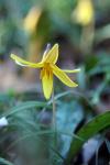 Yellow Trout-Lily( Erythronium americanum)