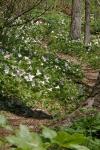 Large flowered Trillium (Trillium grandiflorum)
