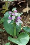 Showy Orchid (Galearis spectabilis)