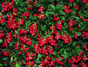 Lingonberry06.jpg