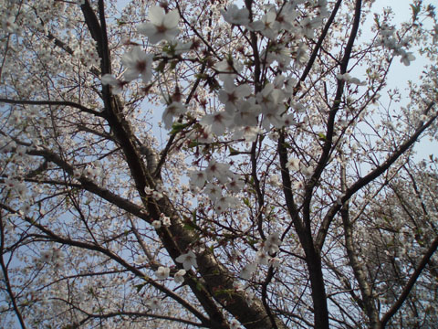 Sakura00.jpg