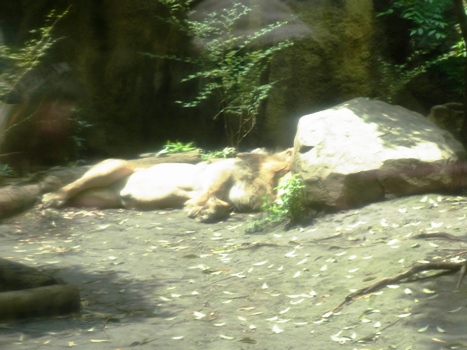 眠れる獅子