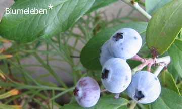 0608.blueberry