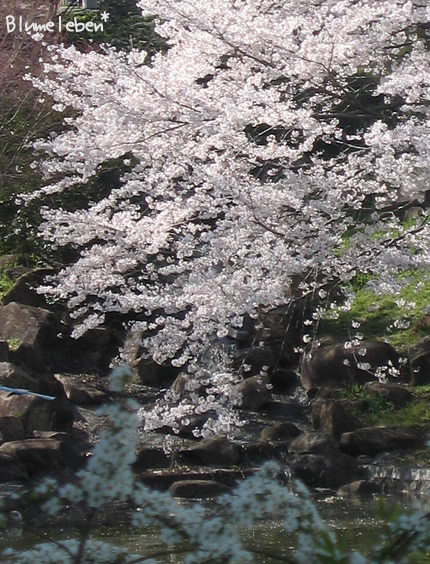 水面まで広がる桜の枝っていいよね　