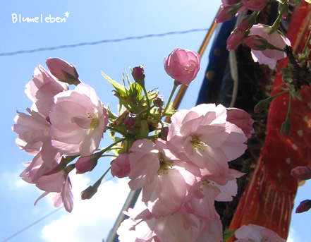 品種不明の２重咲桜