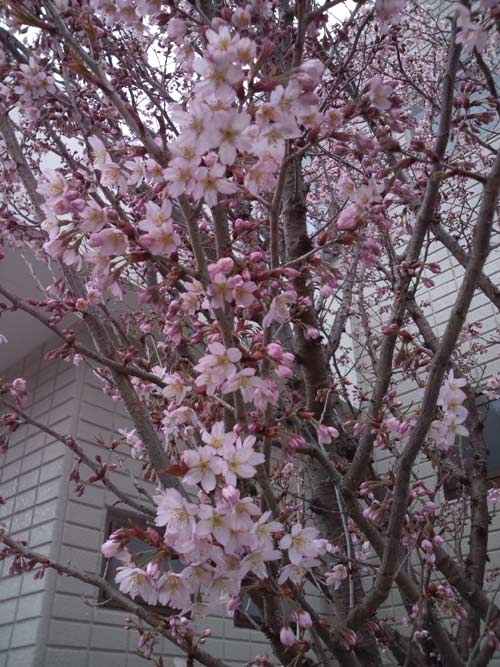 桜～♪