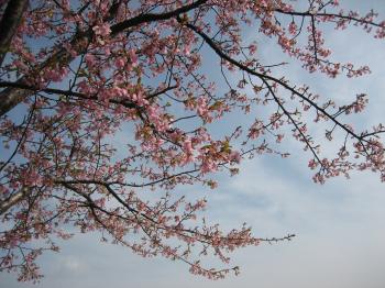 024-03102彼岸桜