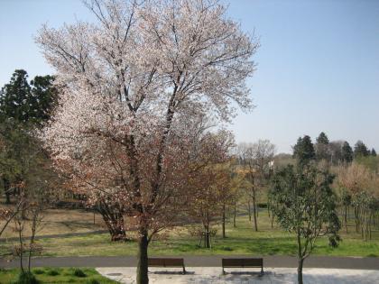 140_4-06山桜