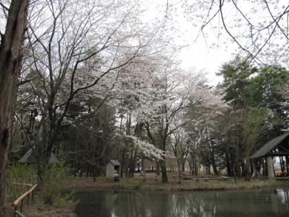 026_4-07池と桜