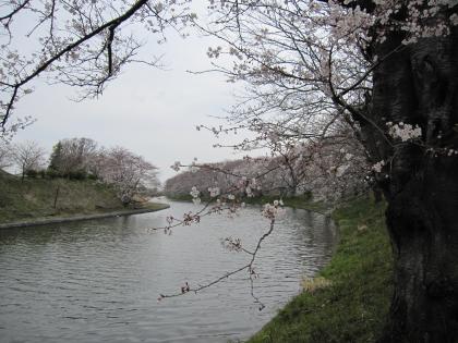 066_4-07川と桜２