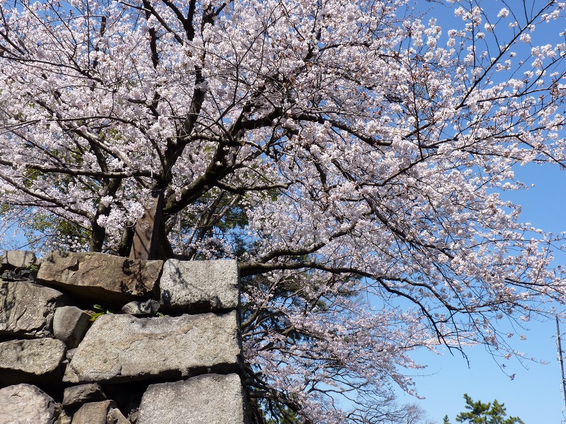 ２３年小倉城の桜