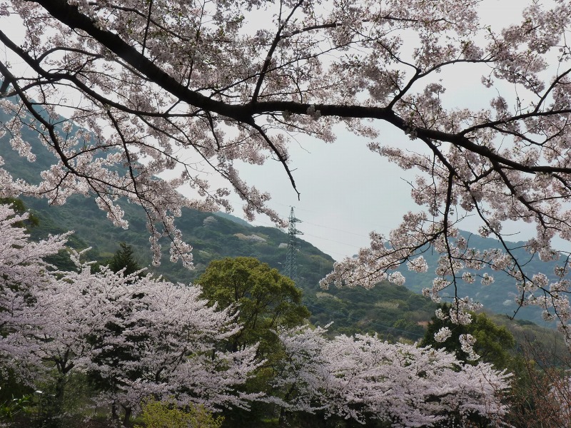 景色と桜