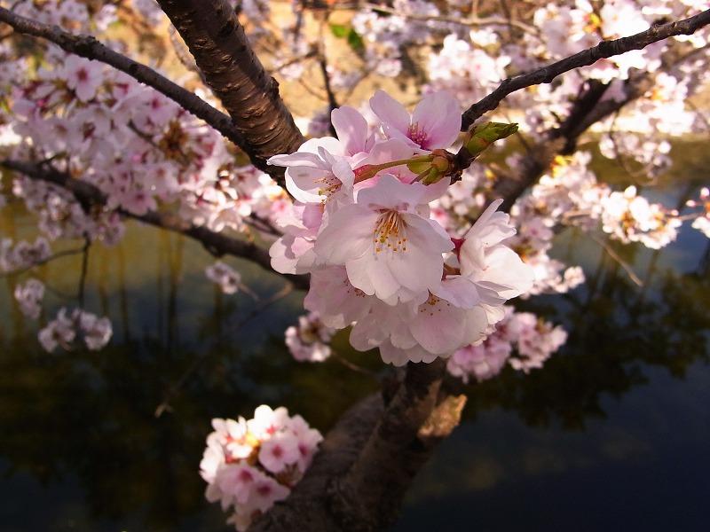 ２３年小倉城の桜