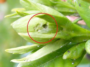オオスカシバの幼虫がクチナシのつぼみを食害 季節のガーデニング