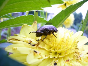 季節のガーデニング ダリアの花を食べる害虫