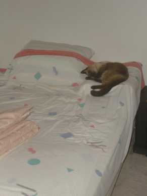 chibi on bed