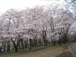 09桜2