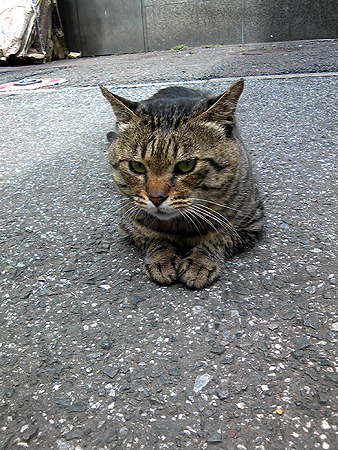 日本の街猫