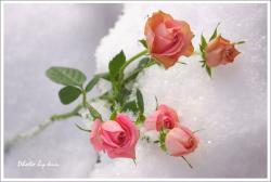 雪と薔薇