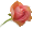薔薇ファビコン