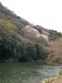 嵐峡の桜
