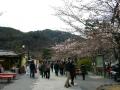 中ノ島公園の桜