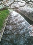 949川面桜