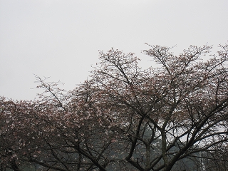 １０月桜