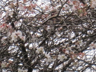 １０月桜-2