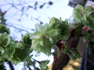 長谷寺緑の桜