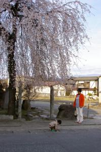桜の下で　普門院跡