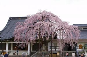 専照寺の桜