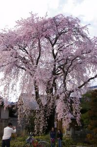 黄梅院の桜　1