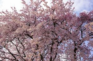 黄梅院の桜　2