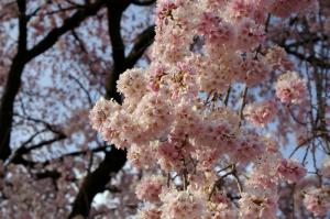 黄梅院の桜　4
