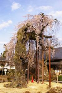 正永寺の桜