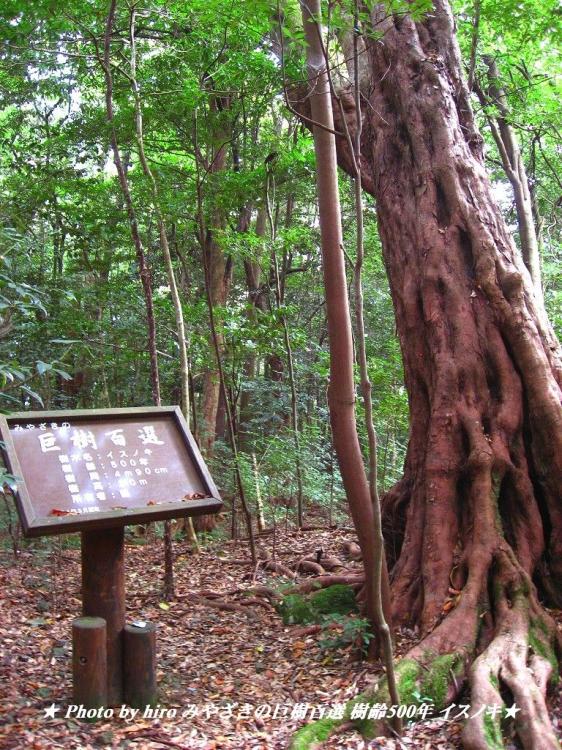 hiroの部屋　みやざきの巨樹百選　樹齢500年 イスノキ