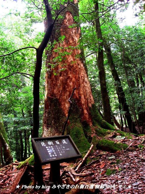 hiroの部屋　みやざきの巨樹百選　樹齢500年　モミ