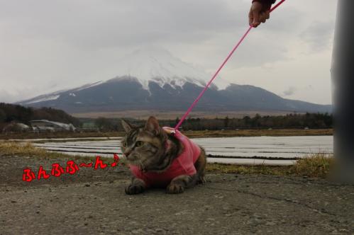 まっちろけっけ～の富士山01