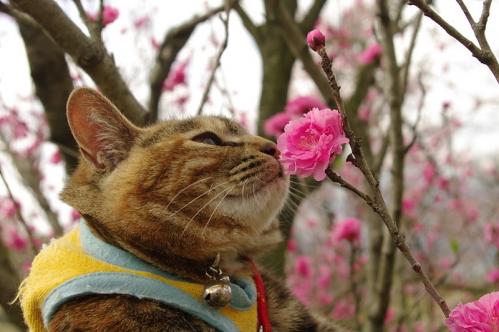 桜と桃の花に囲まれて～♪02