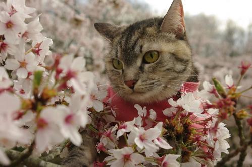 桜と桃の花に囲まれて～♪04