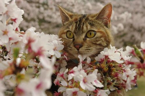 桜と桃の花に囲まれて～♪05