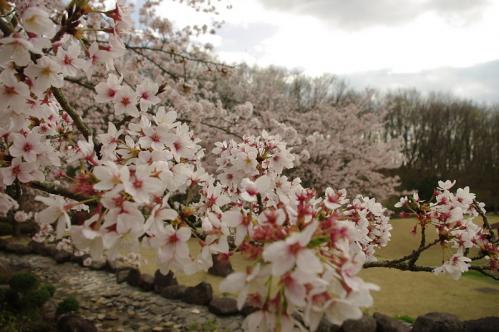 桜と桃の花に囲まれて～♪06